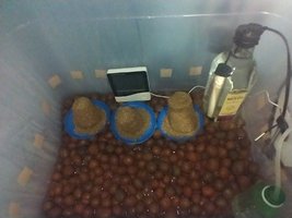 IMG_20200707_102022148.jpg