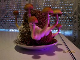 IMG_8072.JPG