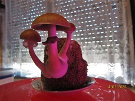 IMG_8079.JPG
