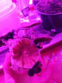 3 FLUSH (2) - Copia.jpg