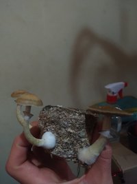 4 FLUSH BGORD - Copia.jpg
