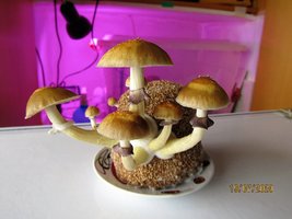 IMG_8090.JPG