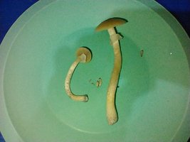 IMG_20200711_154247475.jpg