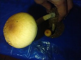 IMG_20200712_000205218.jpg