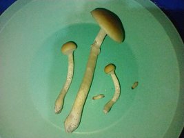 IMG_20200712_001305998.jpg