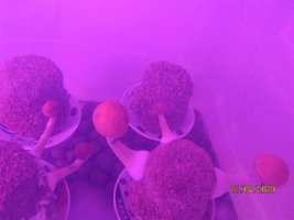 IMG_8095.JPG