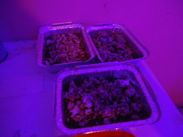 DSC03480.JPG