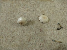 IMG_20200723_170920139.jpg