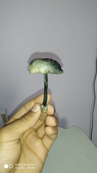 IMG_20200723_164424.jpg