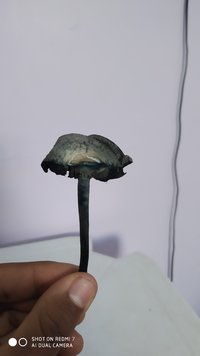 IMG_20200723_164518.jpg