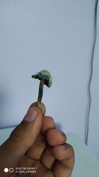 IMG_20200723_164622.jpg
