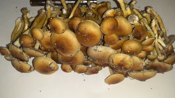 20200724_080337.jpg