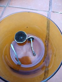 IMG_20200725_162054432.jpg