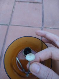 IMG_20200725_162111247.jpg