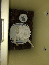 IMG_0334.JPG