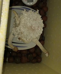 IMG_0336.JPG