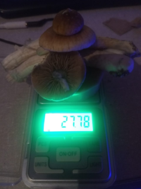 1596325161570.png