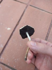 IMG_20200804_155123865.jpg