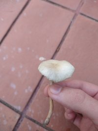 IMG_20200804_155209152.jpg
