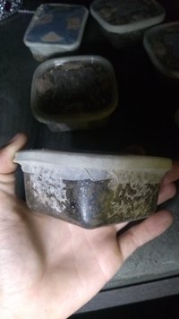 IMG_20200810_234342810.jpg