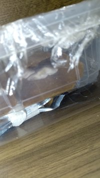 IMG_20200813_173431502.jpg