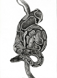 cobra 4.png