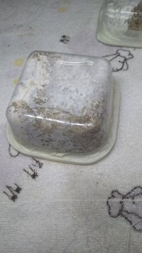 IMG_20200820_015335001.jpg