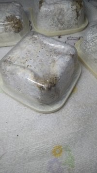 IMG_20200820_015337676.jpg