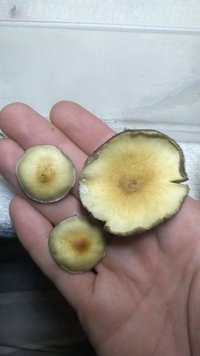 IMG_20200818_013430156.jpg