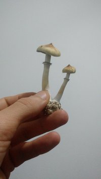 IMG_20200827_225713660.jpg