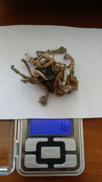 IMG_20200829_140511026.jpg