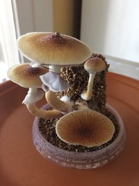55F0C094-072D-4195-A824-E1B8DE7AA27B.jpeg