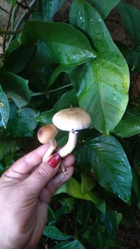 P_20200908_073121.jpg