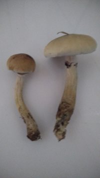 P_20200908_073415.jpg
