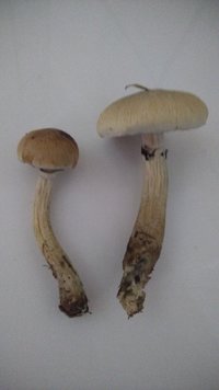 P_20200908_073403.jpg