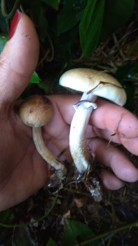 P_20200908_073047.jpg