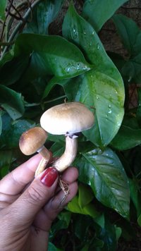 P_20200908_073118.jpg