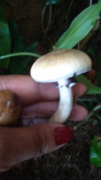 P_20200908_073102.jpg