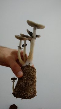IMG_20200904_130403437.jpg