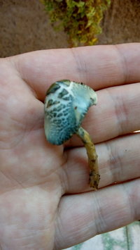 IMG-20200913-WA0028.jpeg