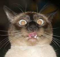 cheiramento de gatinhos.jpg