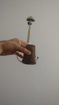 IMG_20200927_101224112.jpg