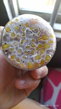 IMG_20201012_133258.jpg