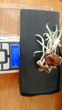 IMG_20201013_150725951.jpg