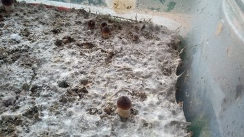 IMG_20201016_163802866.jpg