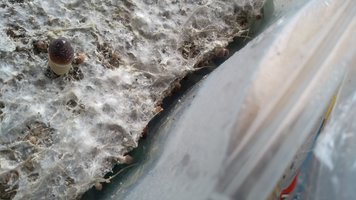 IMG_20201016_163814183.jpg