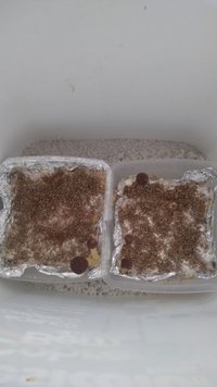 IMG-20201030-WA0010.jpeg