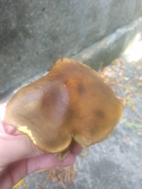1604423076603.png