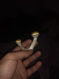 IMG_20201105_114205049.jpg