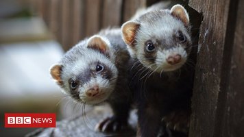 _109986229_ferrets_getty.jpg